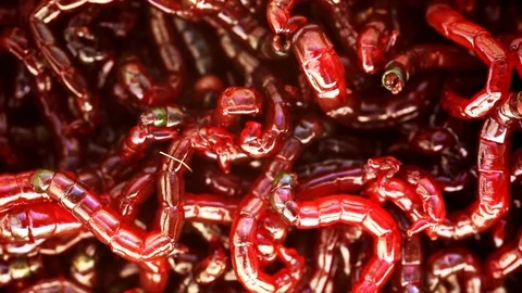 Many live bloodworm worms as a background Stock Footage 124359728