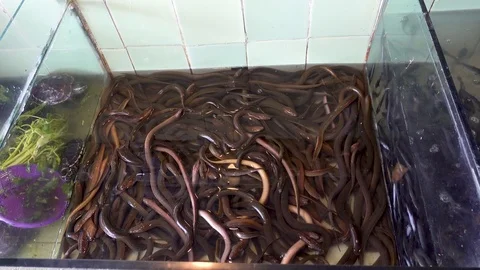 Many live eels a store aquarium Stock Footage 84186423