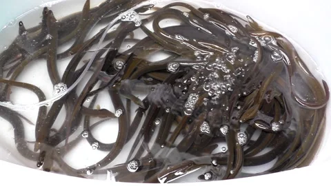Many live eels in water in a white tub Vídeo Stock 167704896