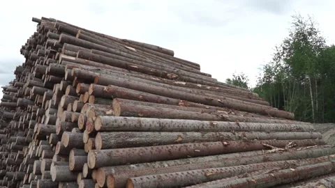 Many logs are lying on top of each other Stock Footage 159516046