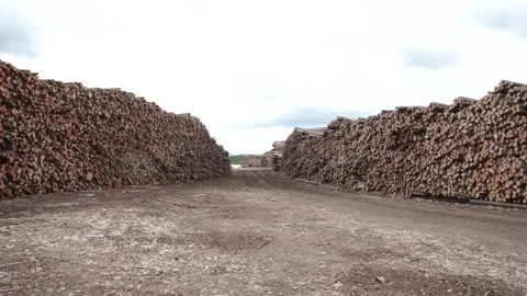 Many logs lie on top of each other Stock Footage 145661267