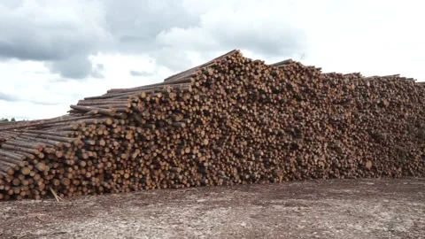 Many logs lie on top of each other Stock Footage 145661272