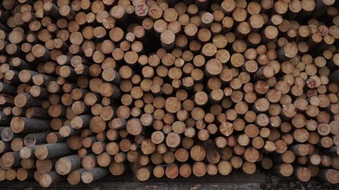 Many logs lie on top of each other Stock Footage 145661296