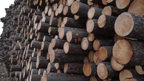 Many logs lie on top of each other Stock Footage 145661320