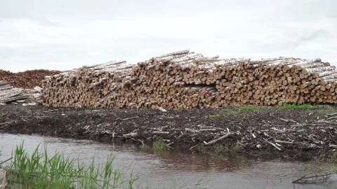 Many logs lie on top of each other Stock Footage 145671407