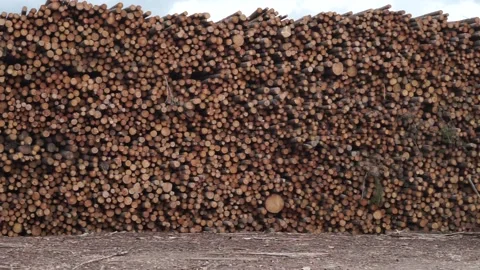 Many logs lie on top of each other Stock Footage 145671410