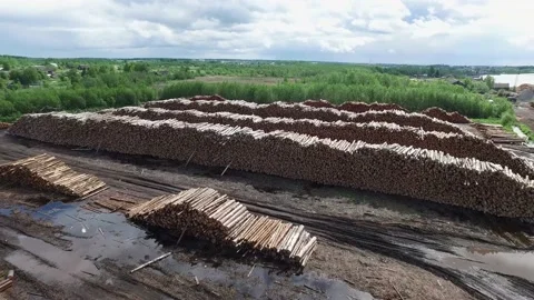 Many logs lie on top of each other Stock Footage 145671434