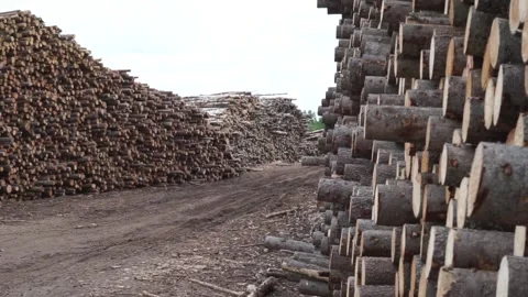 Many logs lie on top of each other Stock Footage 145671437