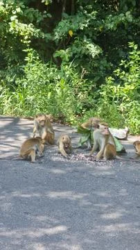 Many Macaque monkey sitting on the road, Sri Lanka Stock Photos