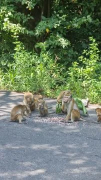 Many Macaque monkey sitting on the road, Sri Lanka Stock Photos