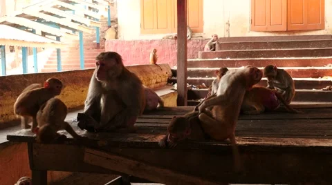 Many macaque monkeys inside of Popa hill monastery - Myanmar Stock Footage 61347670