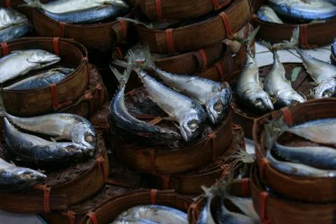 Many mackerel fishes line up Stock Photos