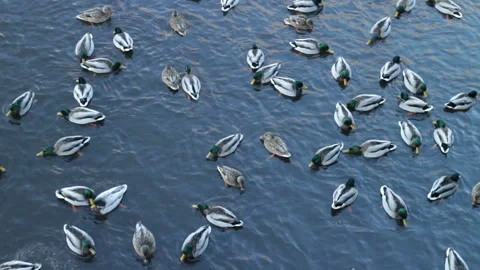 Many mallard in cold water Stock Footage 102458927