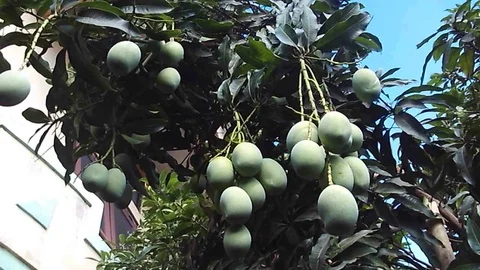 Many mangoes fruit hanging on the mango tree 스톡 동영상 117579050