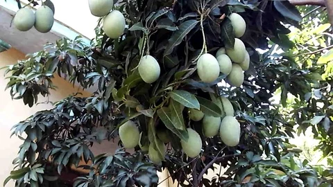 Many mangoes hanging on the mango tree Stock Footage 119056881