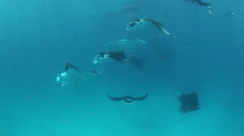 Many Manta rays approach and circle Stock Footage 48026446