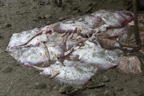 Many manta rays eagle ray died fish on the shore Stock Photos