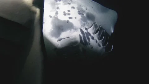 Many manta rays rolling and feeding at night 스톡 동영상 148453213