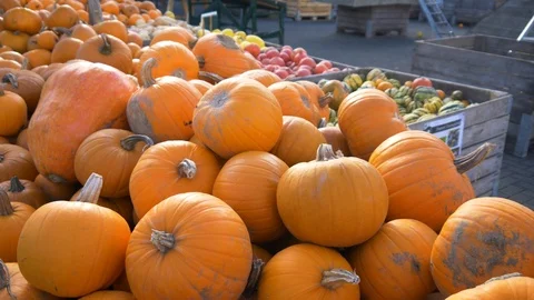 Many Many Pumpkins Stock Footage 99259670
