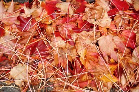 Many maple red orange leaf falling stack on floor background while autumn fal Stock Photos