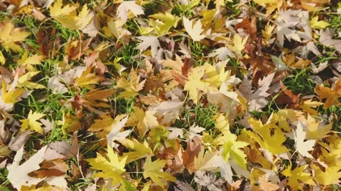 Many maple yellow leaves lie on the green grass autumn Stock Footage 247302207