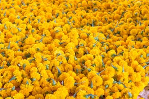 Many marigold Stock Photos