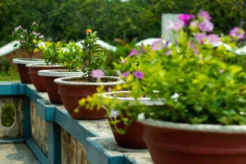 Many materials are used to make vases, such as clay, cement, wood, plastic,.. Stock Photos