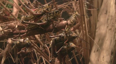 Many Mating Grasshoppers Video stock 8573556
