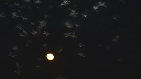 Many of Mayfly flying around light bulb. Lemma in the dark night Stock Footage 132612340