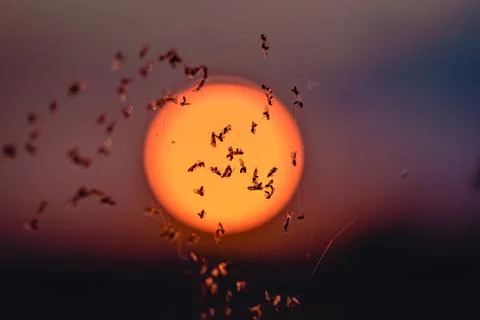 Many midges in a web in the wind at sunset Stock Photos
