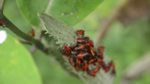 Many Milk Bugs Stock Footage 73076903