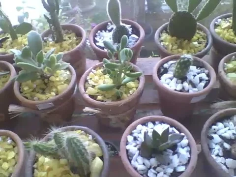 Many mini cactus in small pots at flower shop, pretty and adorable! Stock Footage 163682161