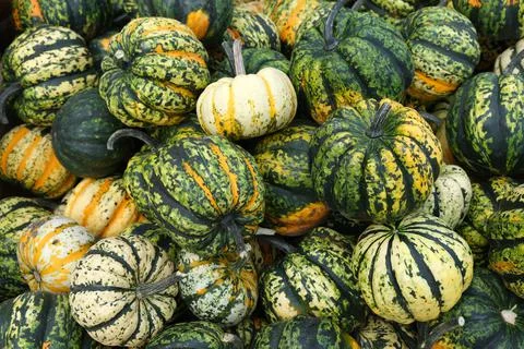 Many mini pumpkins grade kind Sweet Dumpling Harvesting. Exhibition and sales. Stock Photos