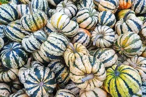 Many mini pumpkins grade kind Sweet Dumpling Harvesting. Exhibition and sales. Foto stock