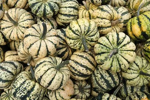 Many mini pumpkins grade kind Sweet Dumpling Harvesting. Exhibition and sales. Stock Photos