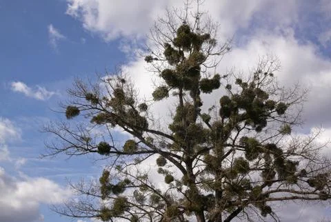 Many mistletoe on a large tree in the winter Stock-Fotos