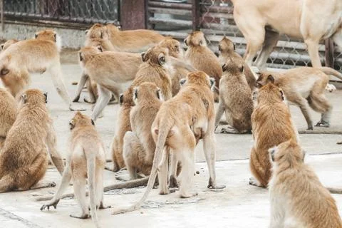 Many monkey (Long-tailed macaque, Crab-eating macaque, Macaca fascicularis) a Stock-Fotos