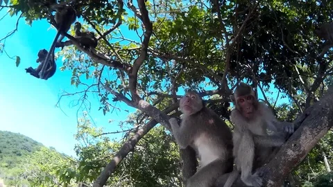 Many monkeys are sitting on a tree Stock Footage 86469810