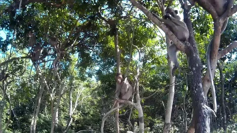 Many monkeys are on a tree and loking at the camera Stock Footage 86469870