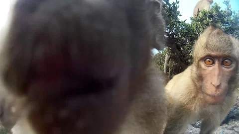 Many monkeys looking at camera Video stock 86440676