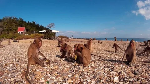 Many monkeys on the seashore Stock Footage 86470090