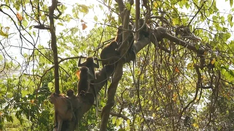 Many monkeys on the tree Stock Footage 106344913