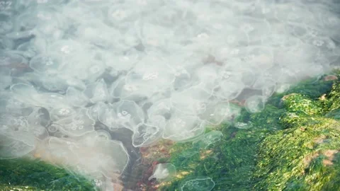 Many moon jellyfish floating in the clear blue seawater. Stock-Footage 151662948