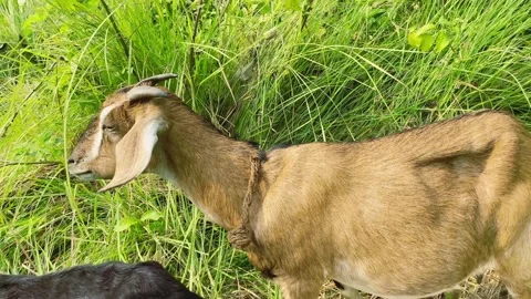 Many more goat eating grass and green grass background Stock Footage 224870544