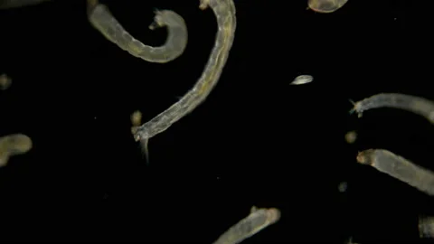 Many mosquito larvae under the microscope Stock Footage 109465504