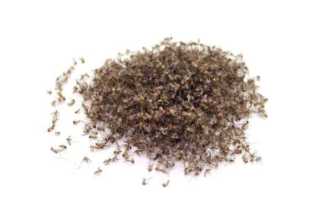 Many mosquitoes is dead by machine. Stock Photos