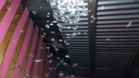 Many moths played around the lights Stock Footage 269734853