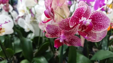 Many multicolored orchids stand on the shelf Stock Photos