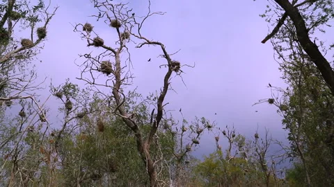 Many nests of wild birds in the trees. Stock Footage 228959636