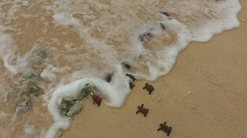 Many newborn hawksbill turtles entering into the ocean Stock Footage